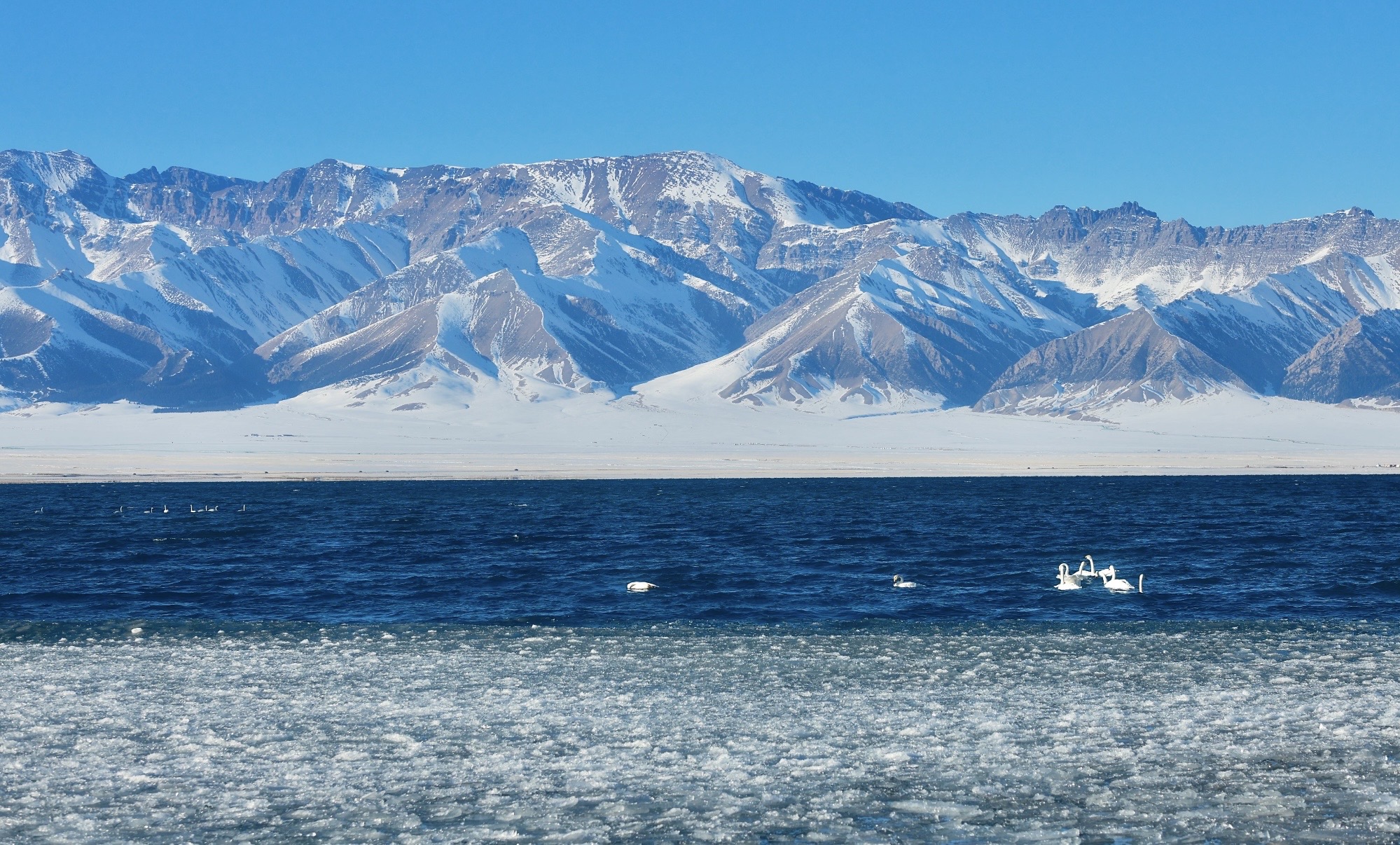 Swans on a deep blue lake with snow-covered mountains in western China